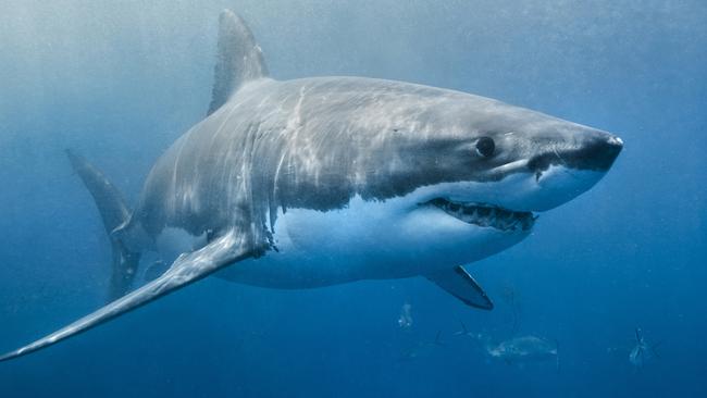 “I SURVIVED A GREAT WHITE SHARK ATTACK” Lucky Windsurfer Relives his near Death Encounter!..